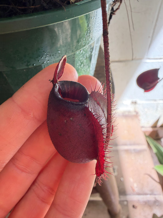 Nepenthes Ampullaria x Viking