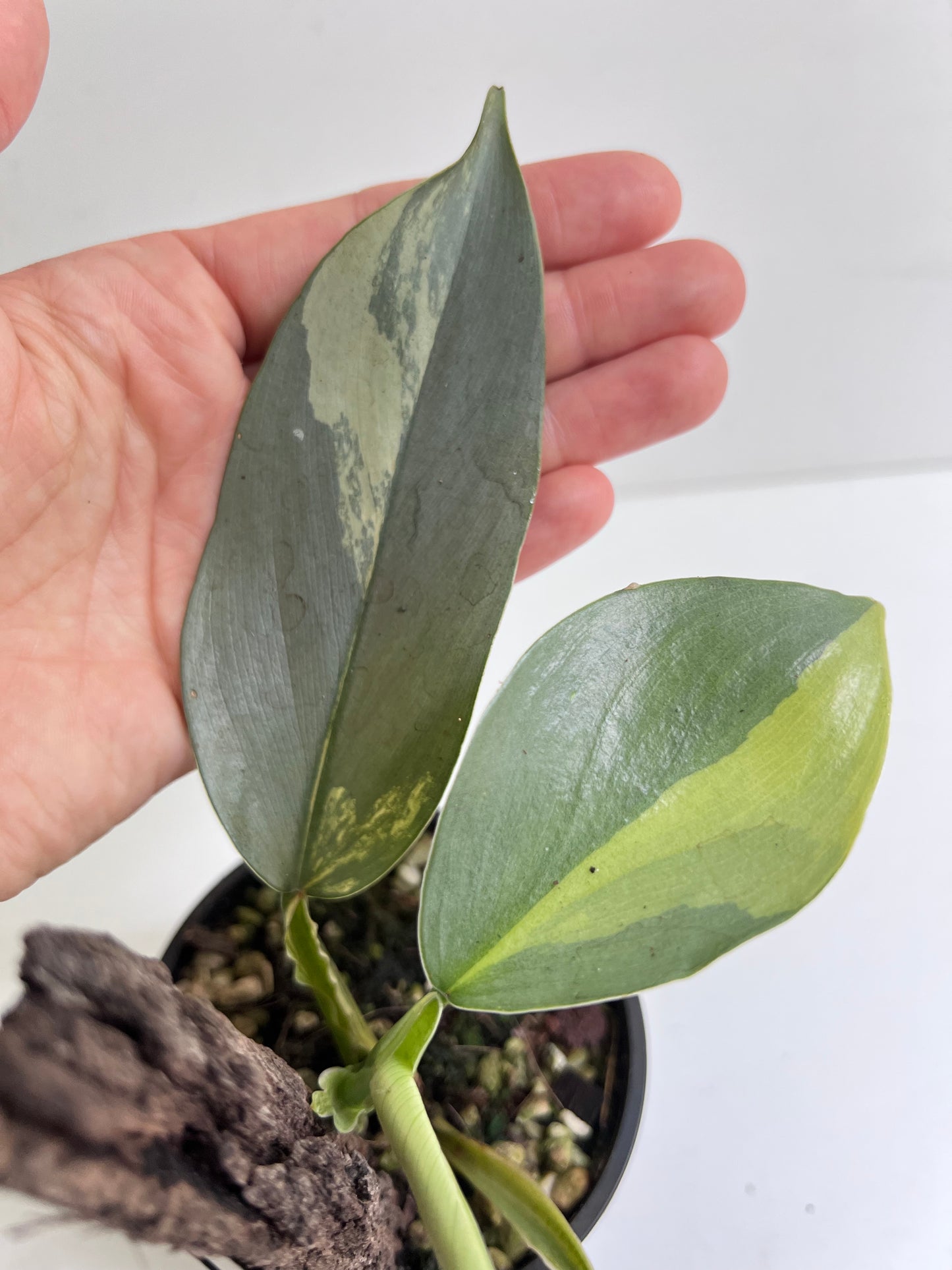 Philodendron Silver sword, variegated