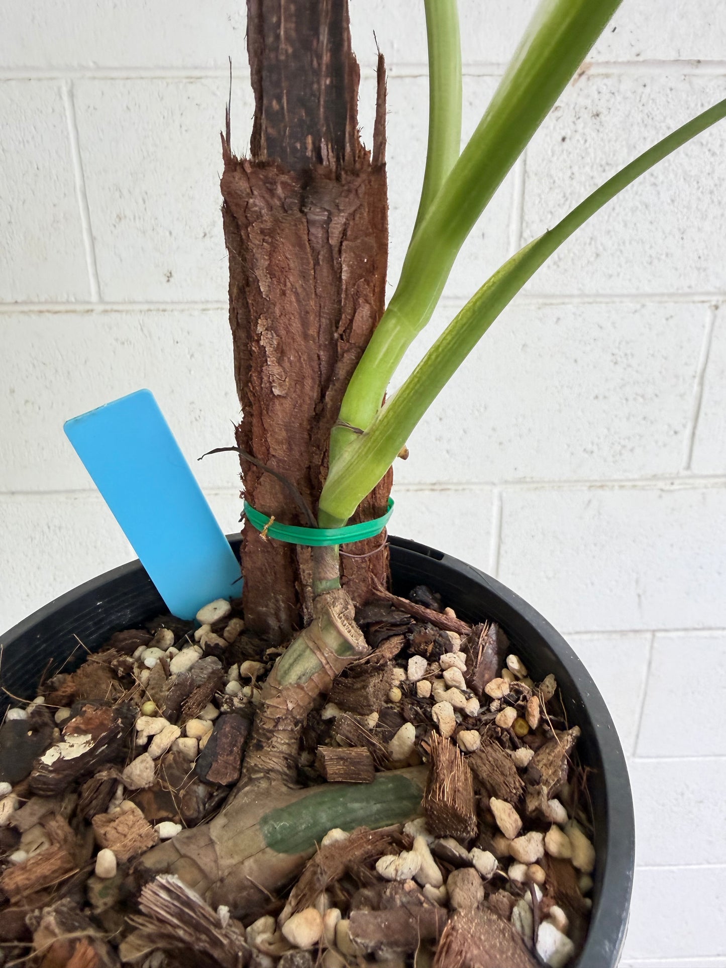 Monstera Borsigiana Variegated
