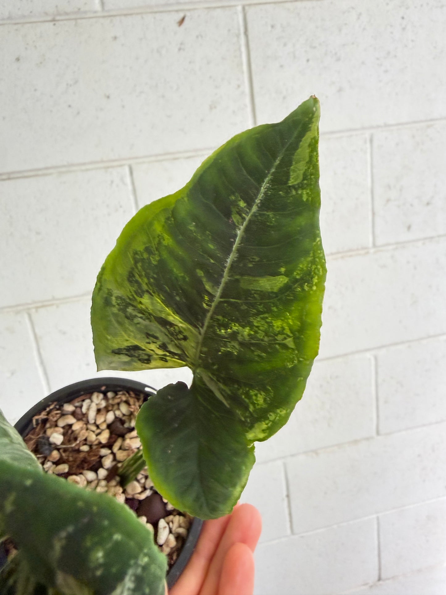 Syngonium Scrambled Eggs