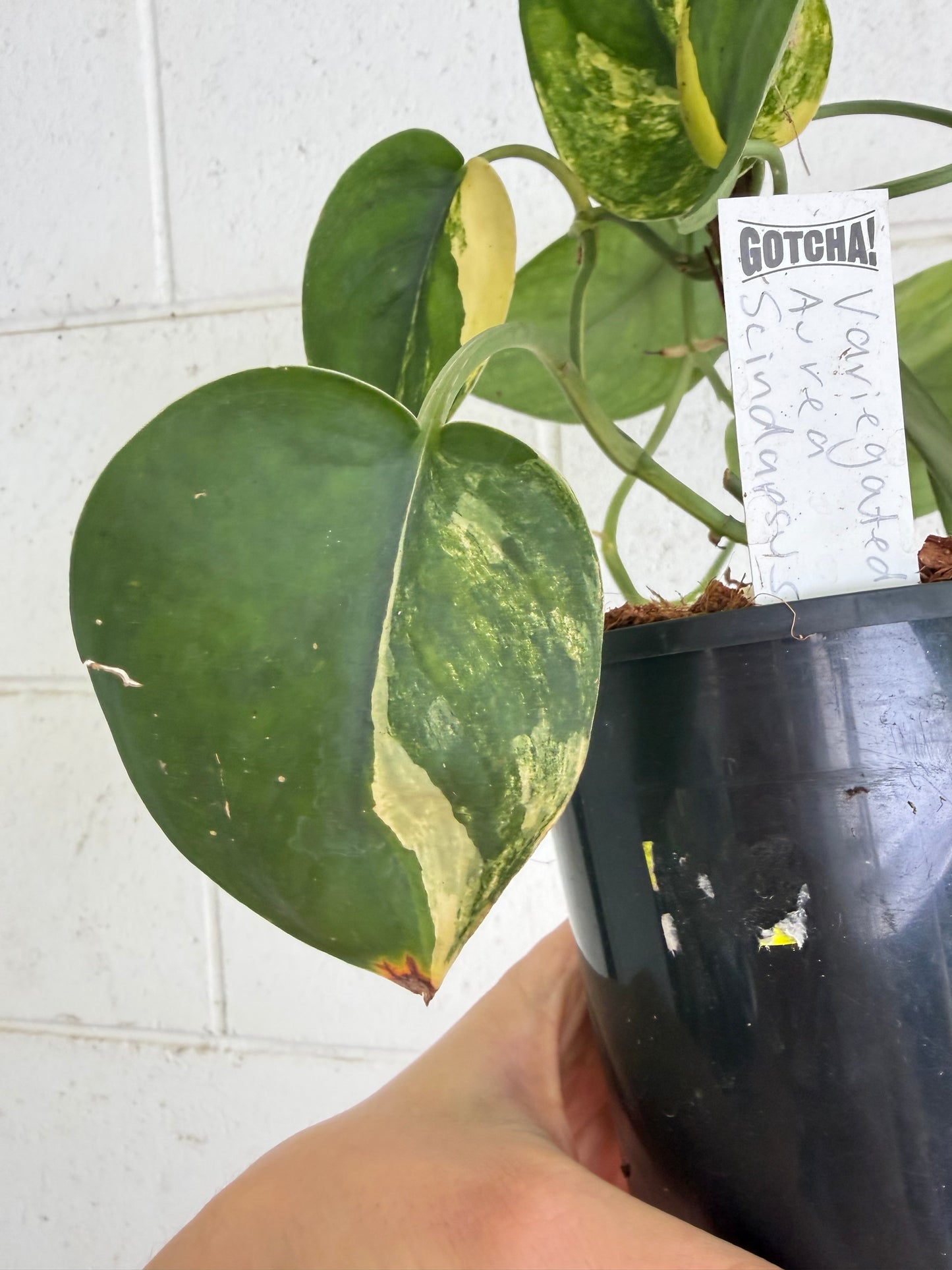 Scindapsus Jade Aurea