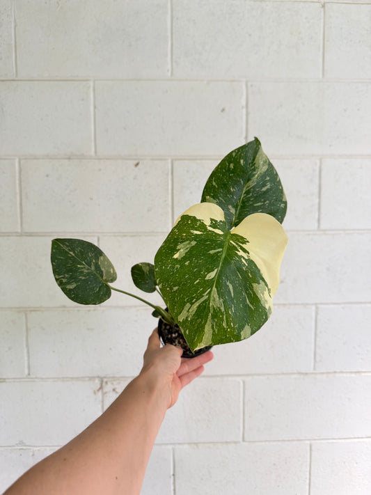 Monstera Thai Constellation