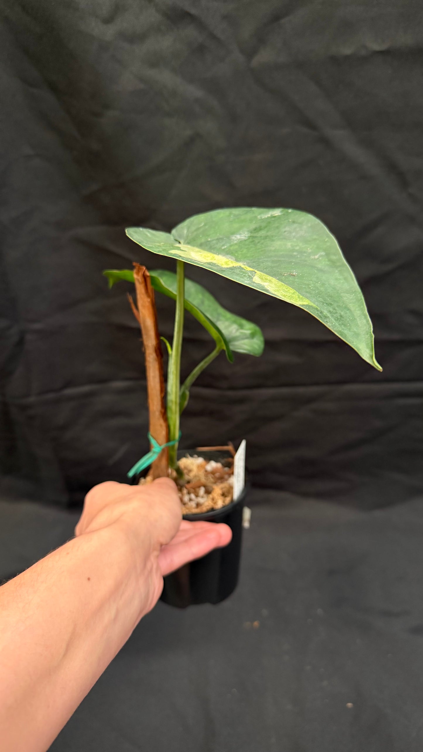 Syngonium Chiapense variegated