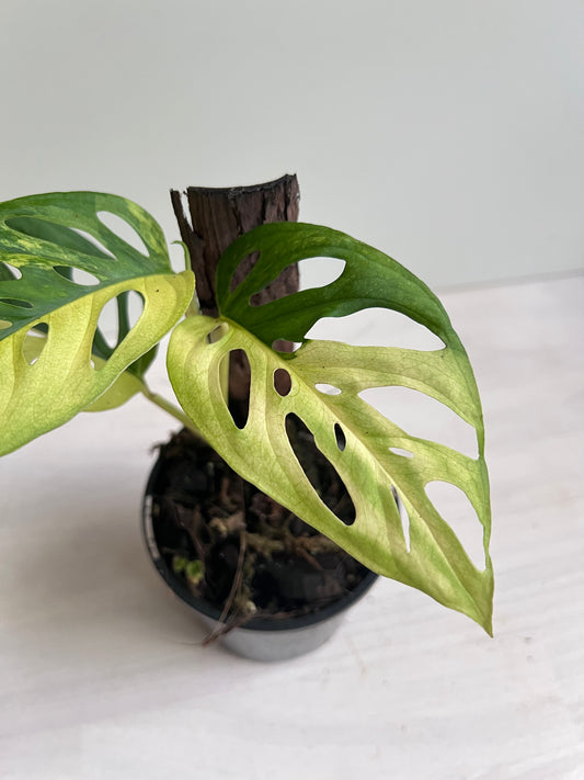 Monstera Adansonii Variegated