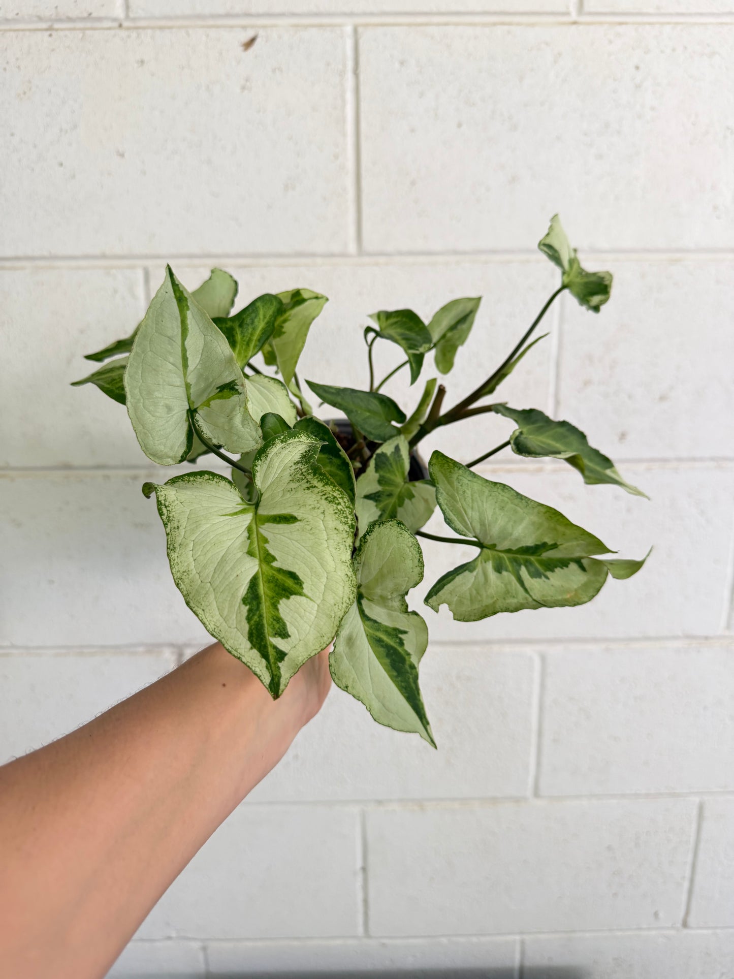 Syngonium Three Kings