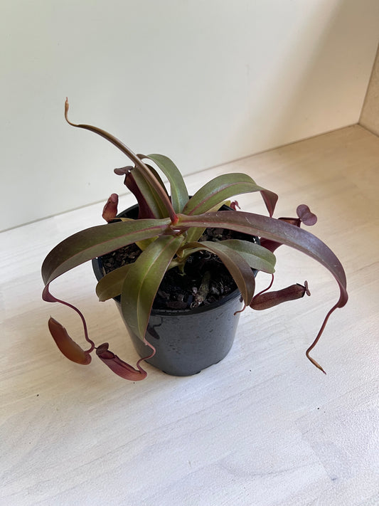 Nepenthes Sanguinea | Pitcher Plant Sanguinea