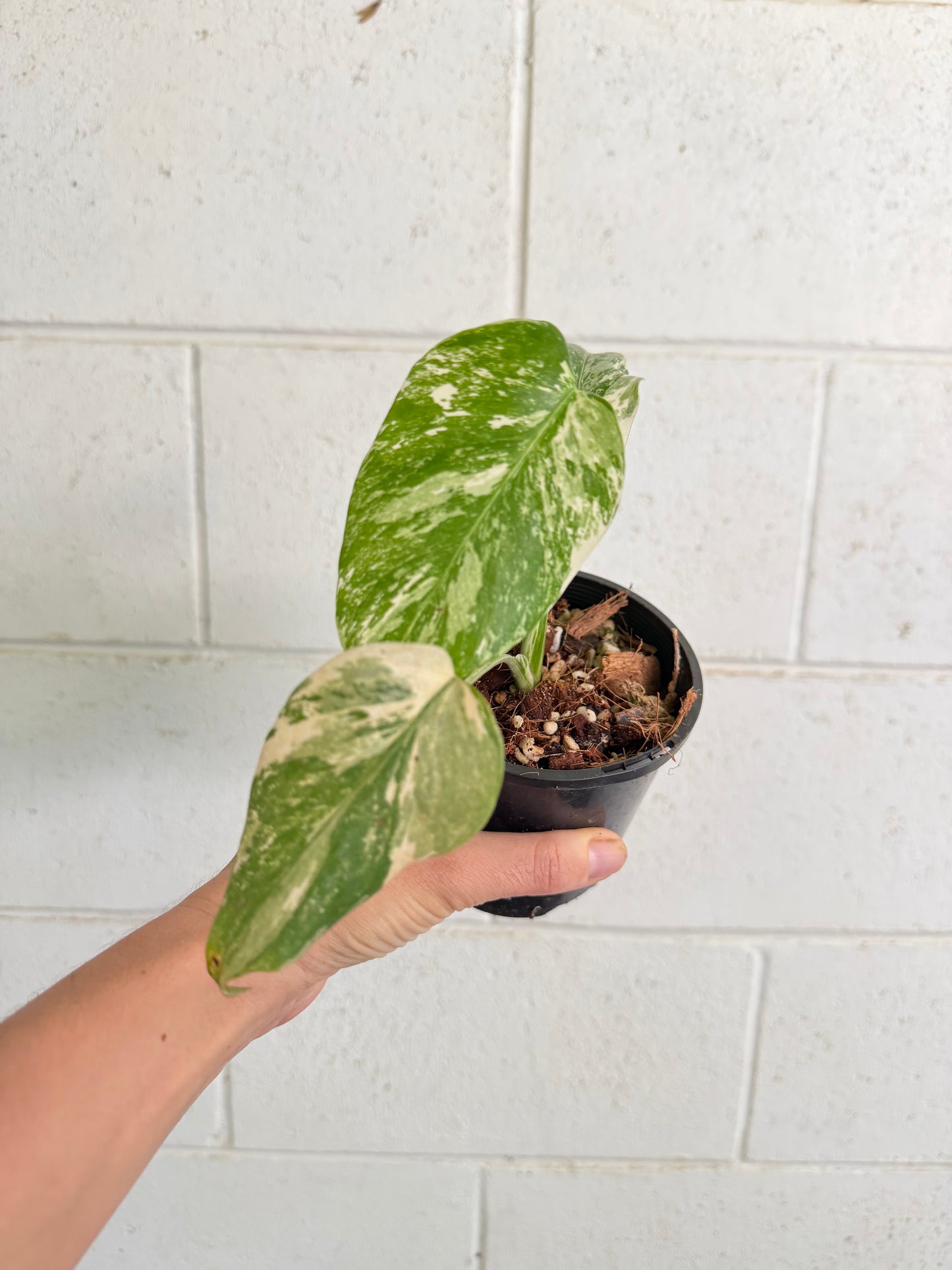 Monstera Borsigiana Variegated