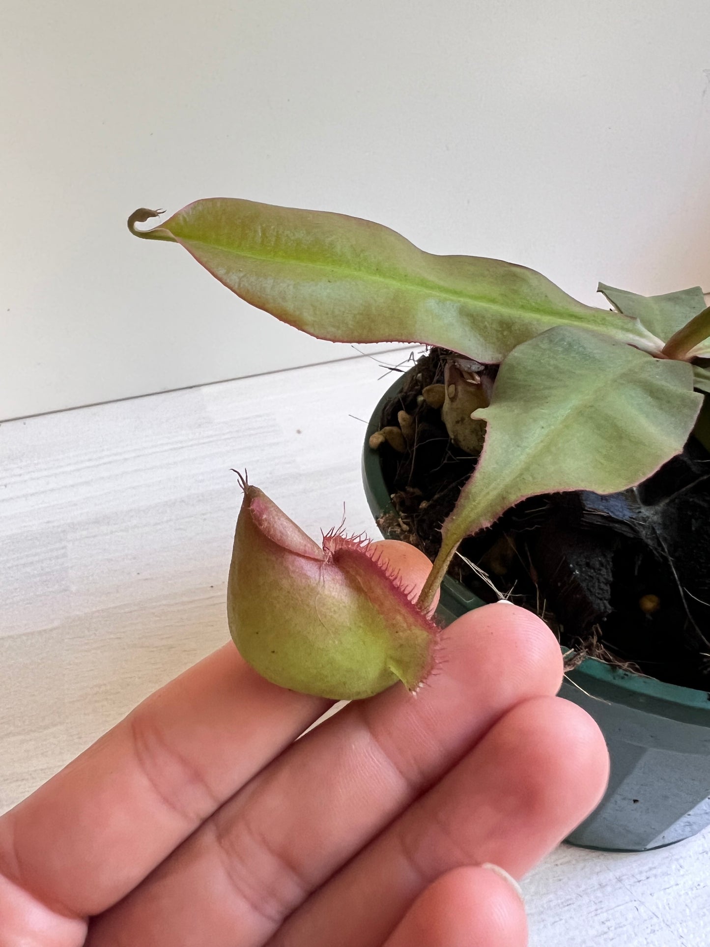 Nepenthes 'Rafflesiana x Viking ' (Pitcher Plant 'Rafflesiana x Viking’), 140mm