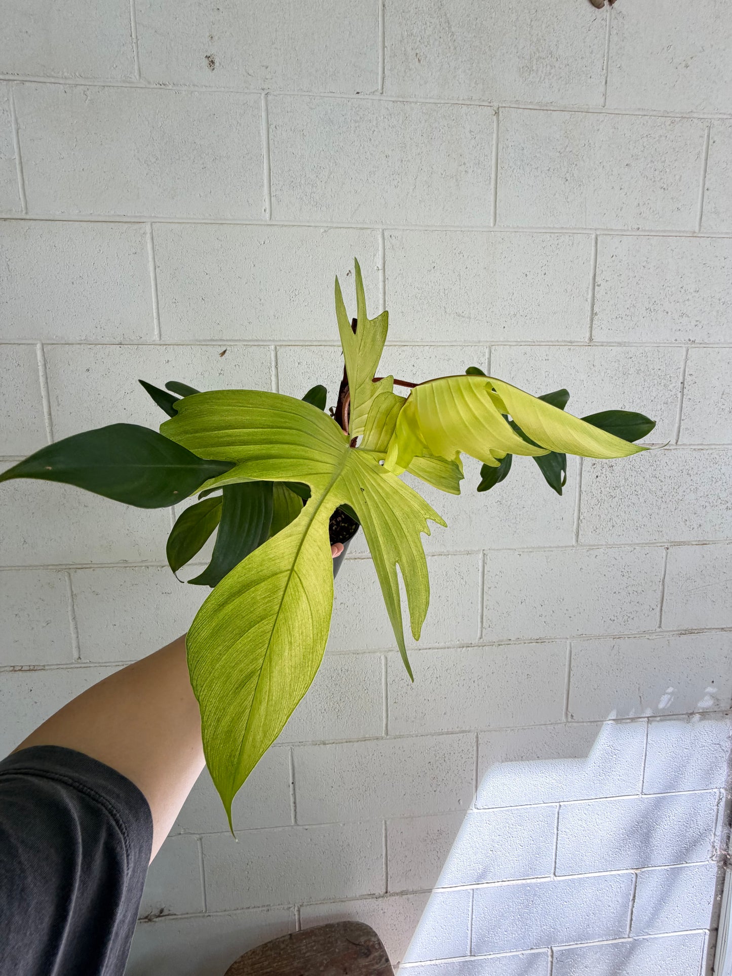 Philodendron Florida Ghost (non tc)
