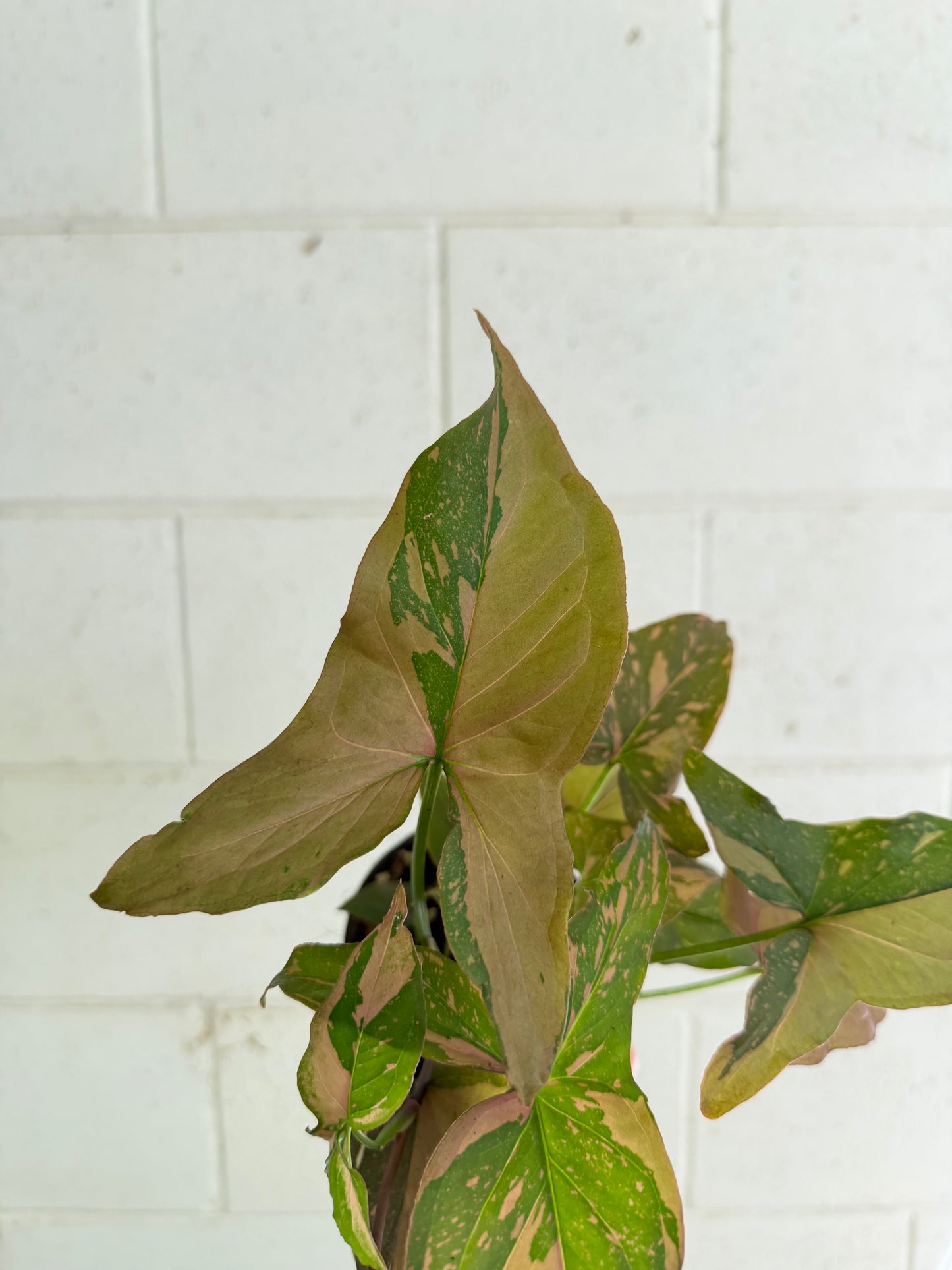 Syngonium Red Spot