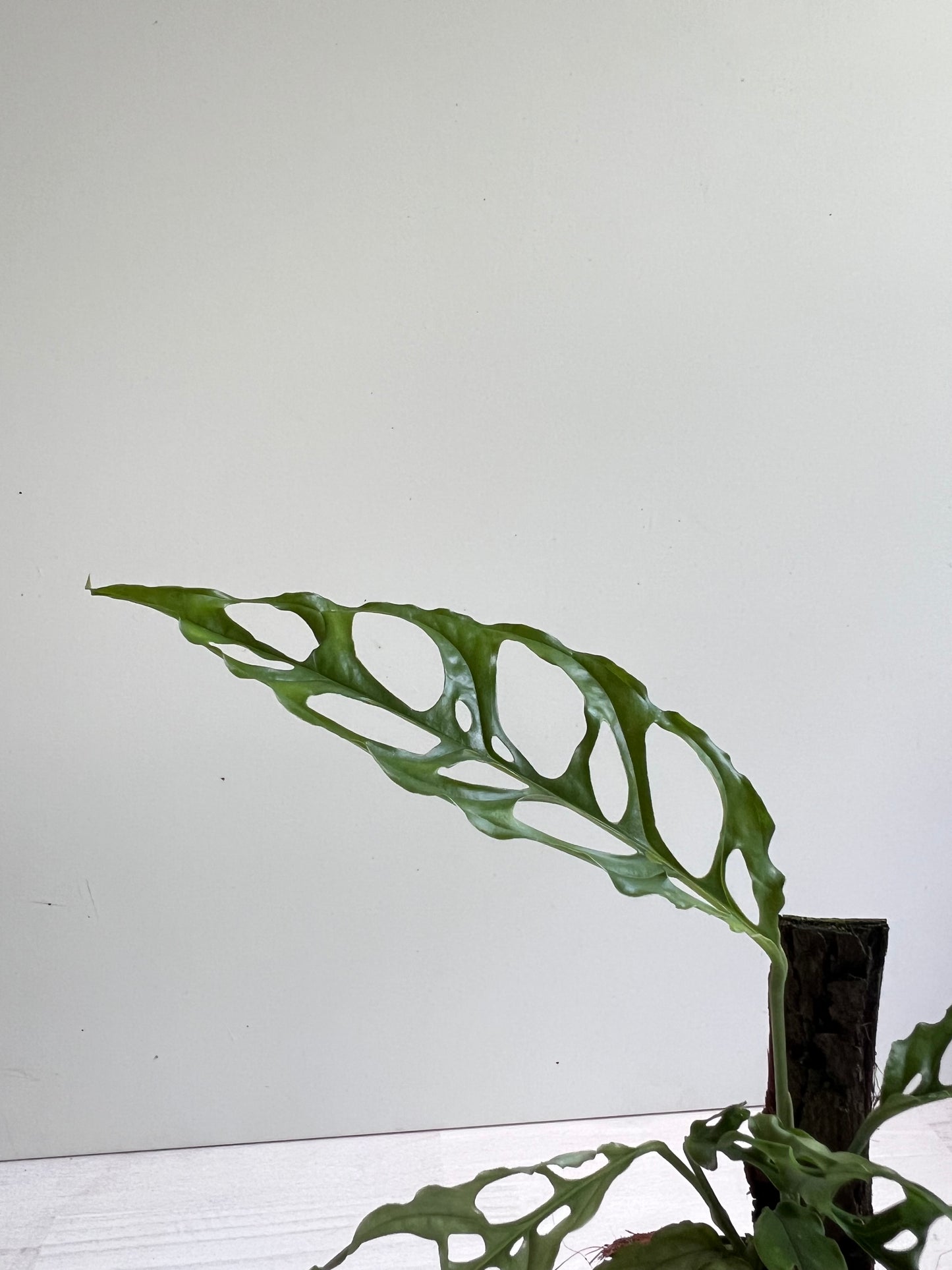 Monstera Obliqua ‘Peru’