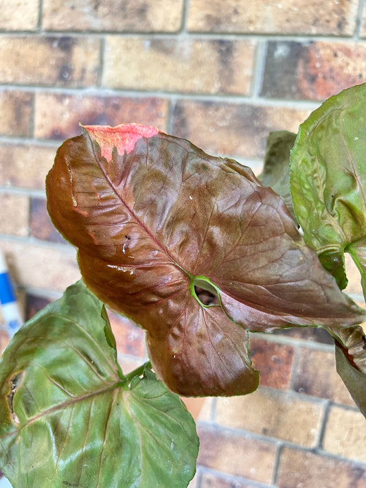 Syngonium Strawberry Ice