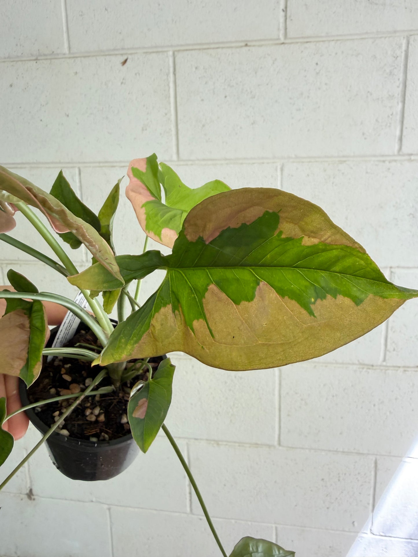 Syngonium Pink Beauty