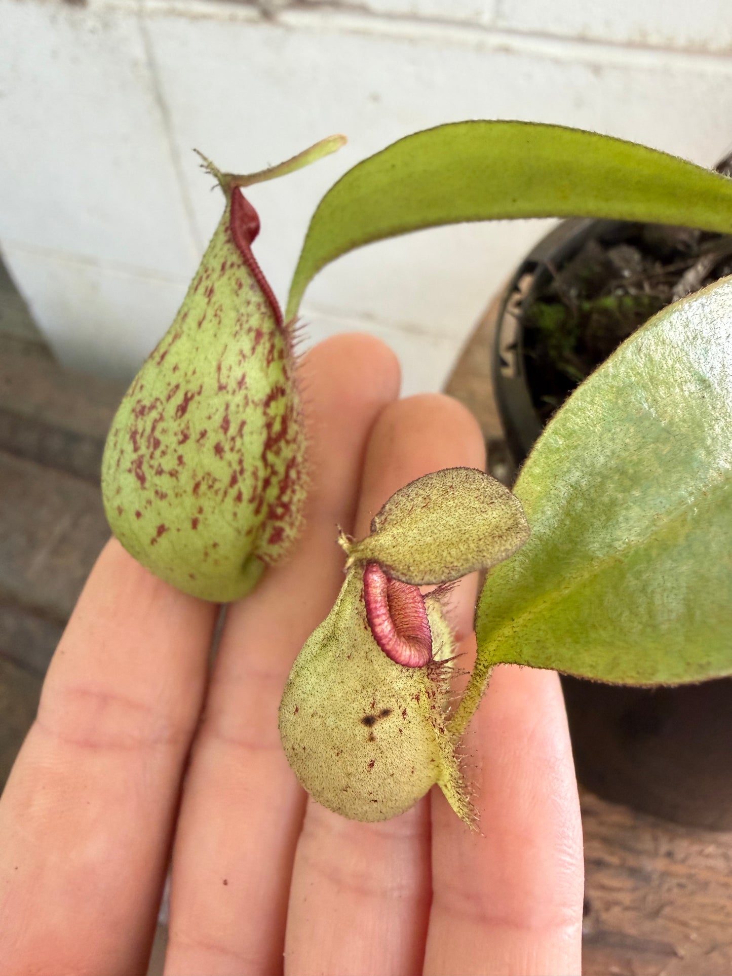 Nepenthes 'hookeriana' (Pitcher Plant 'hookeriana'), 100mm