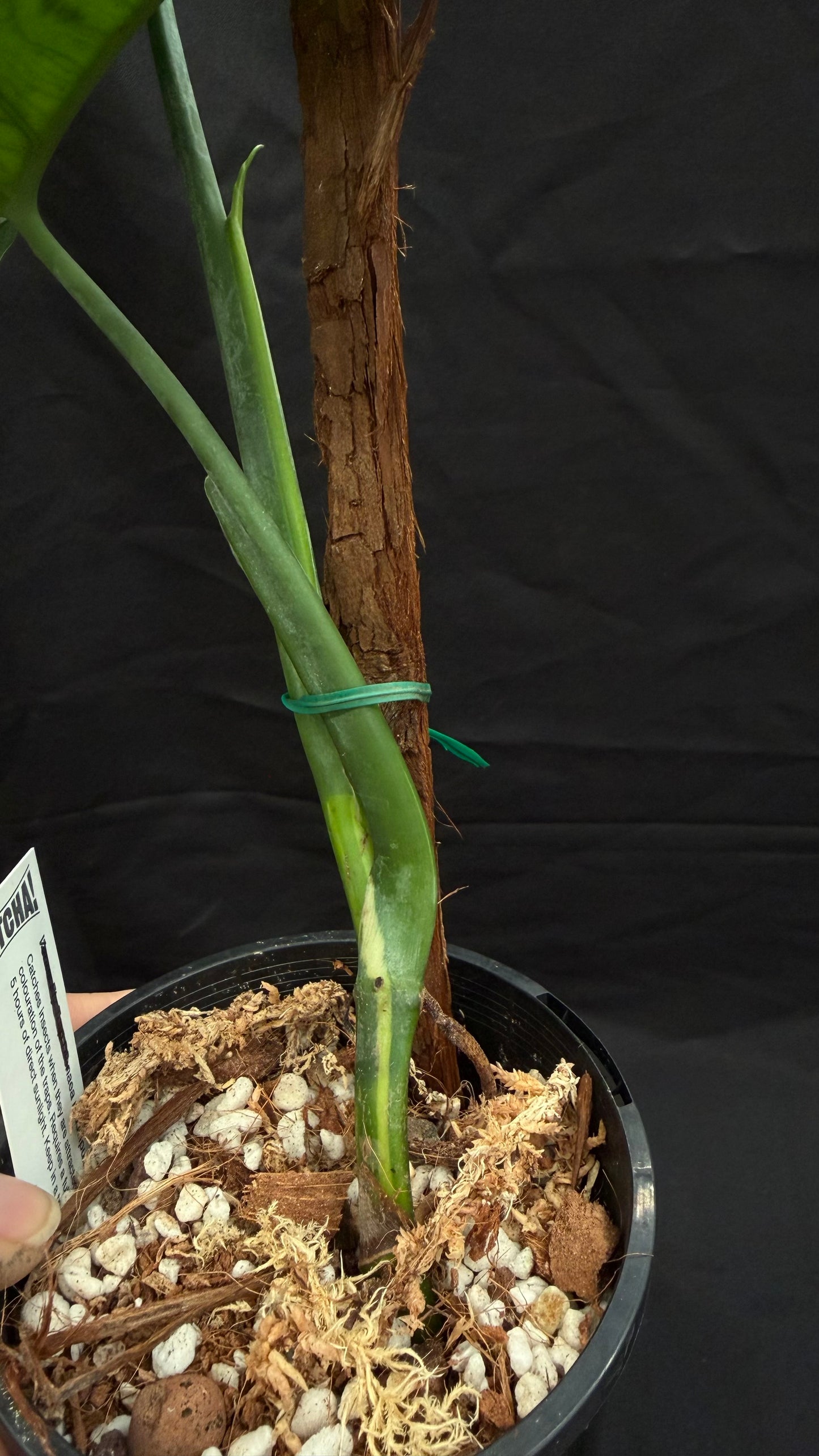 Syngonium Chiapense variegated