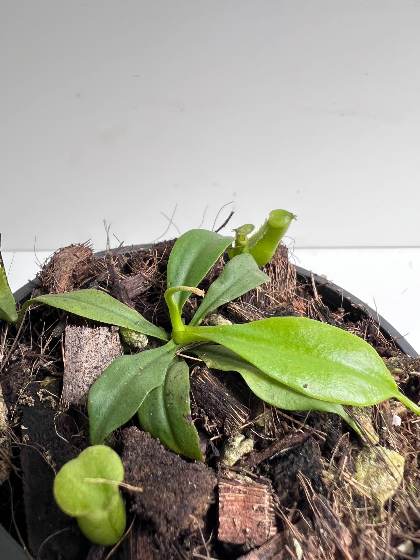 Nepenthes Bicalcarata