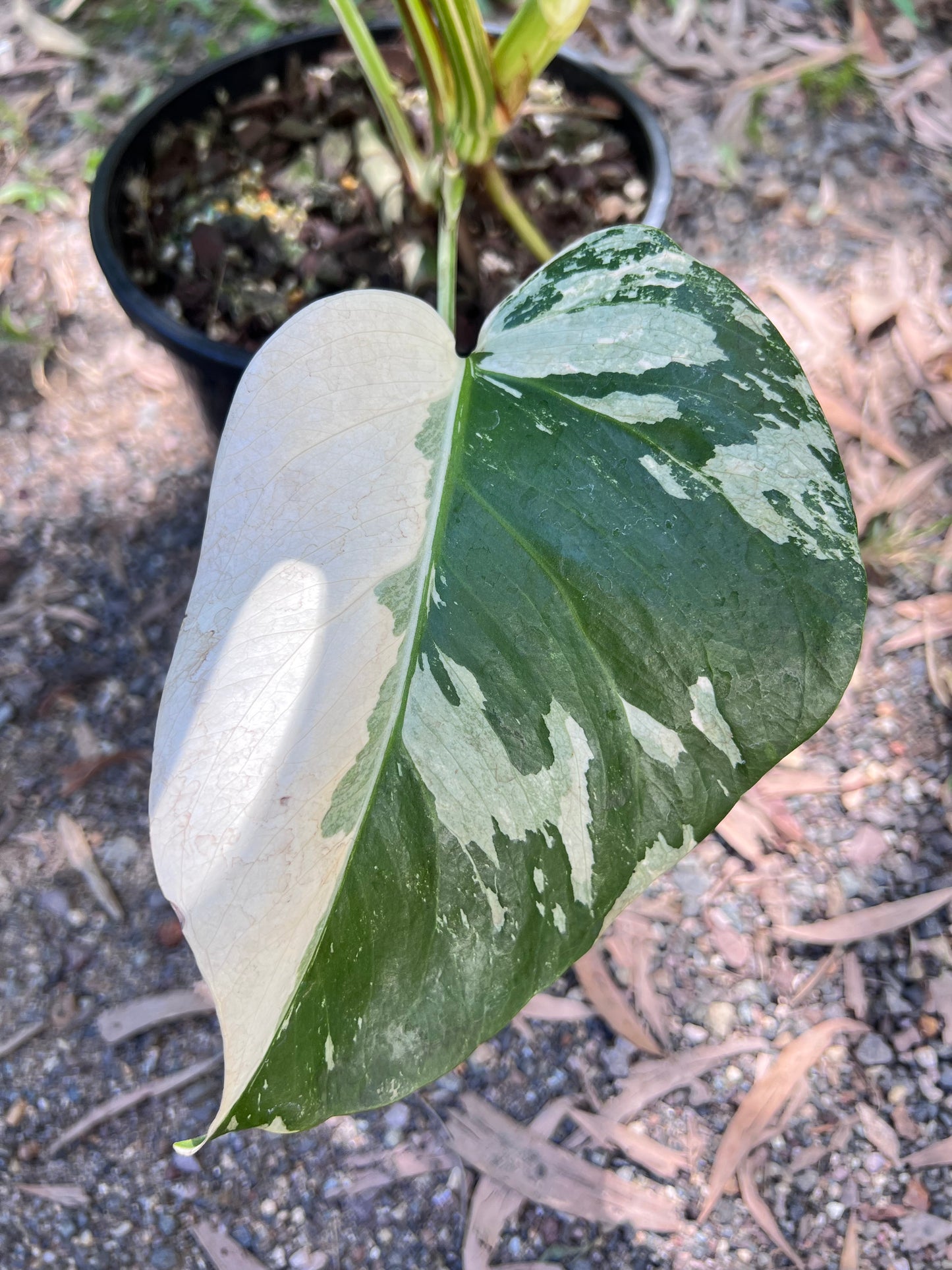 Monstera Borsigiana Albo U