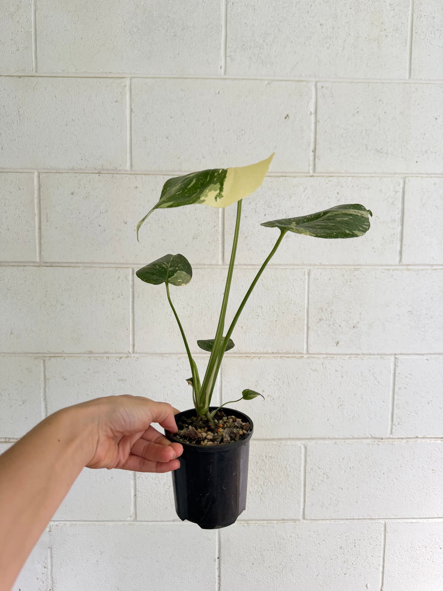 Monstera Thai Constellation