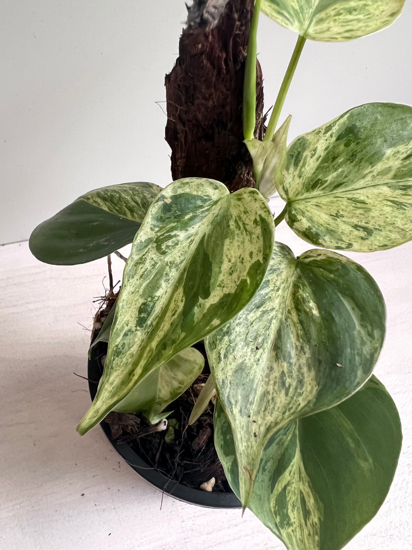 Philodendron Hederaceum Heart Leaf Variegated