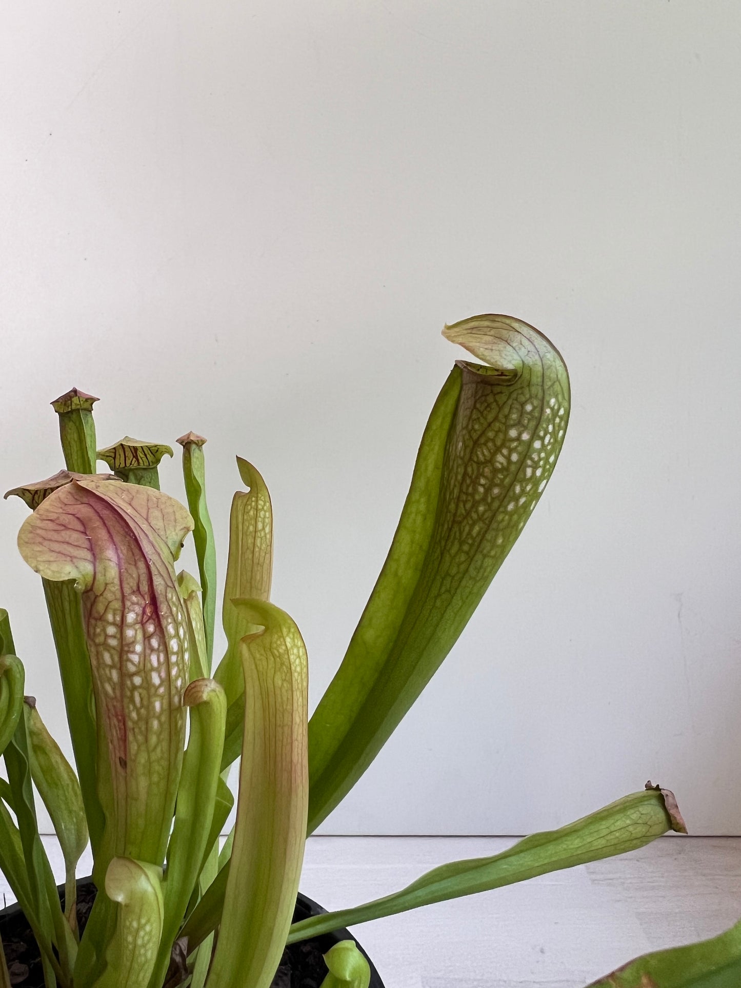 Sarracenia species, tall form