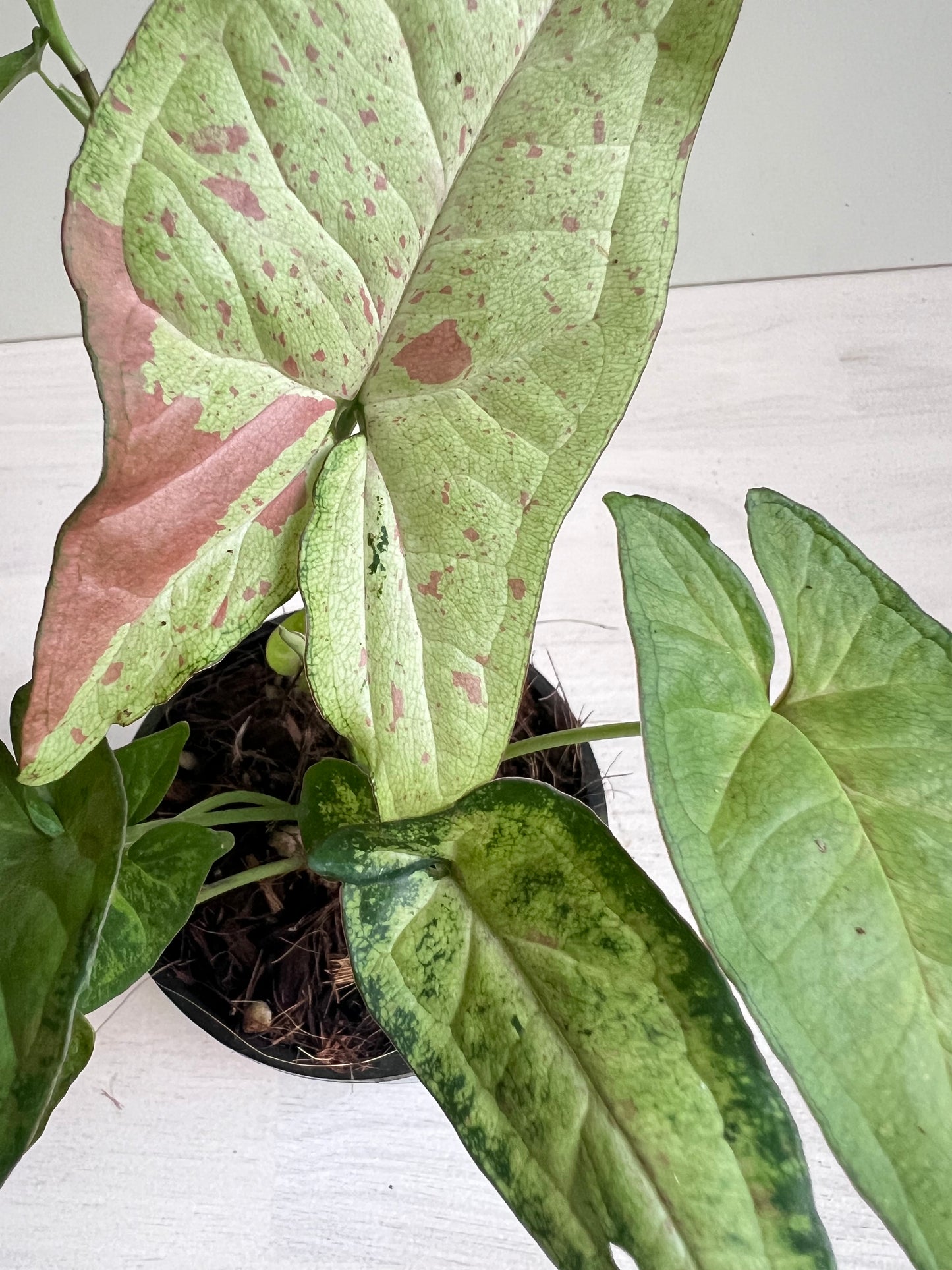 Syngonium Confetti Tricolour