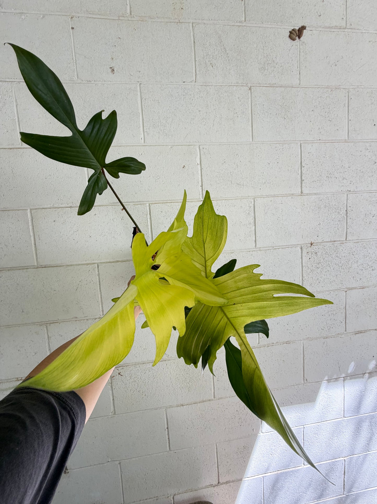 Philodendron Florida Ghost (non tc)