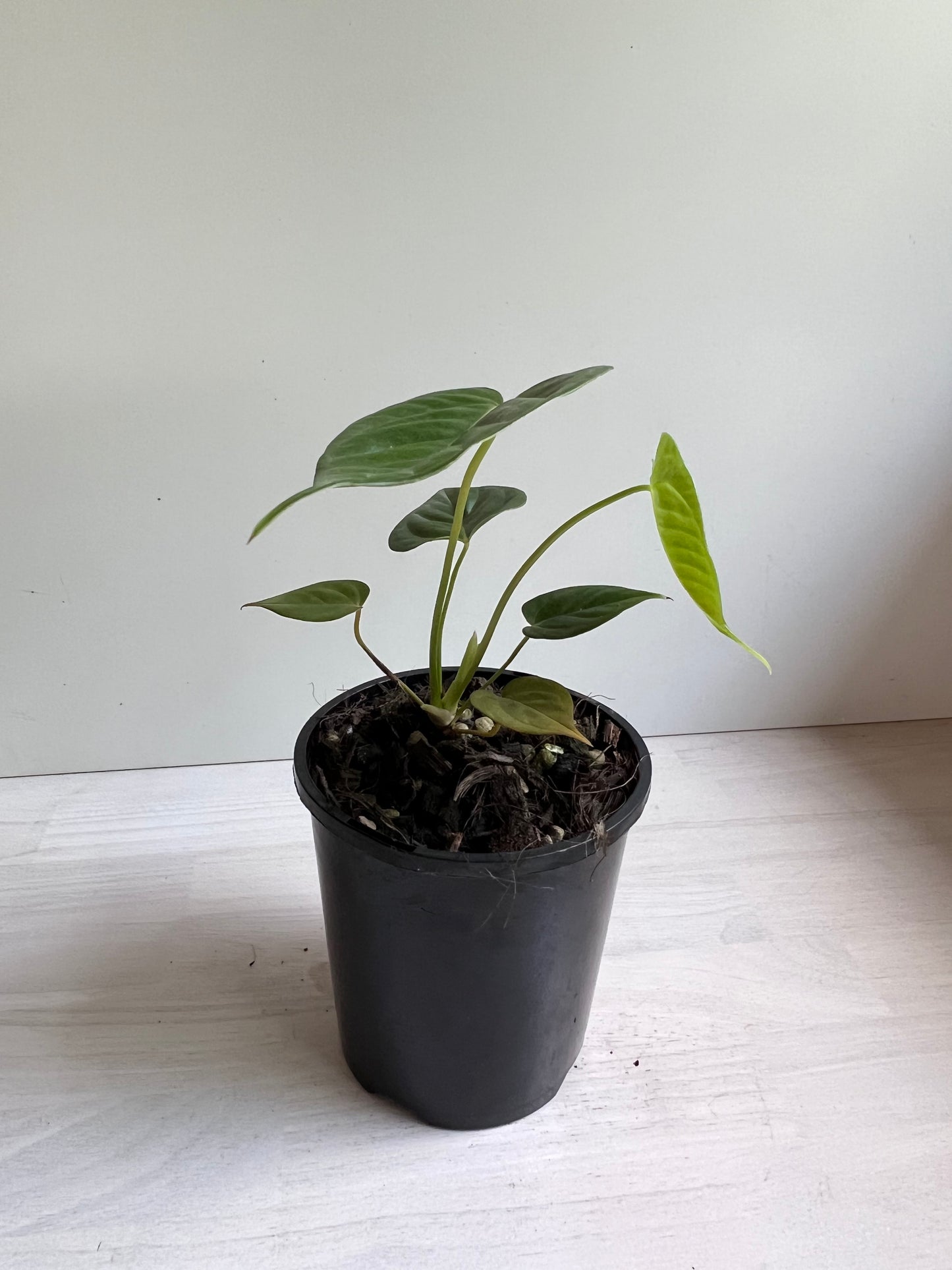 Anthurium Veitchii x Adreanum (white flower)