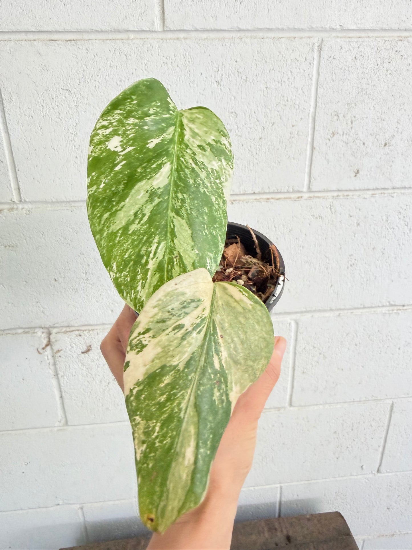 Monstera Borsigiana Variegated