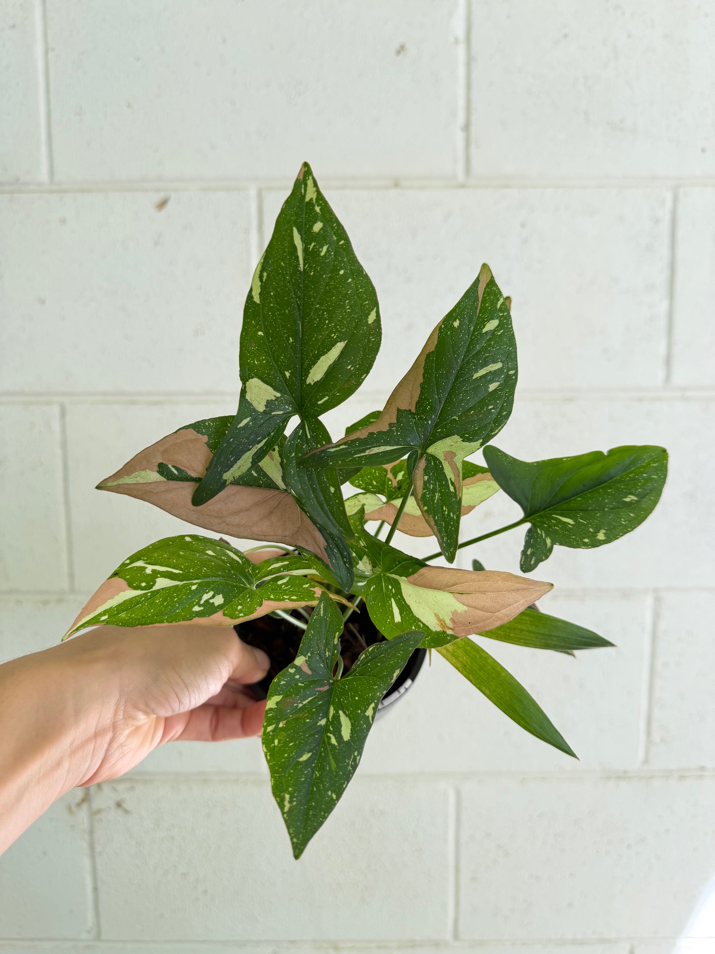Syngonium Red Spot Tricolor. Houseplant & Indoor Plant Gifts Australia