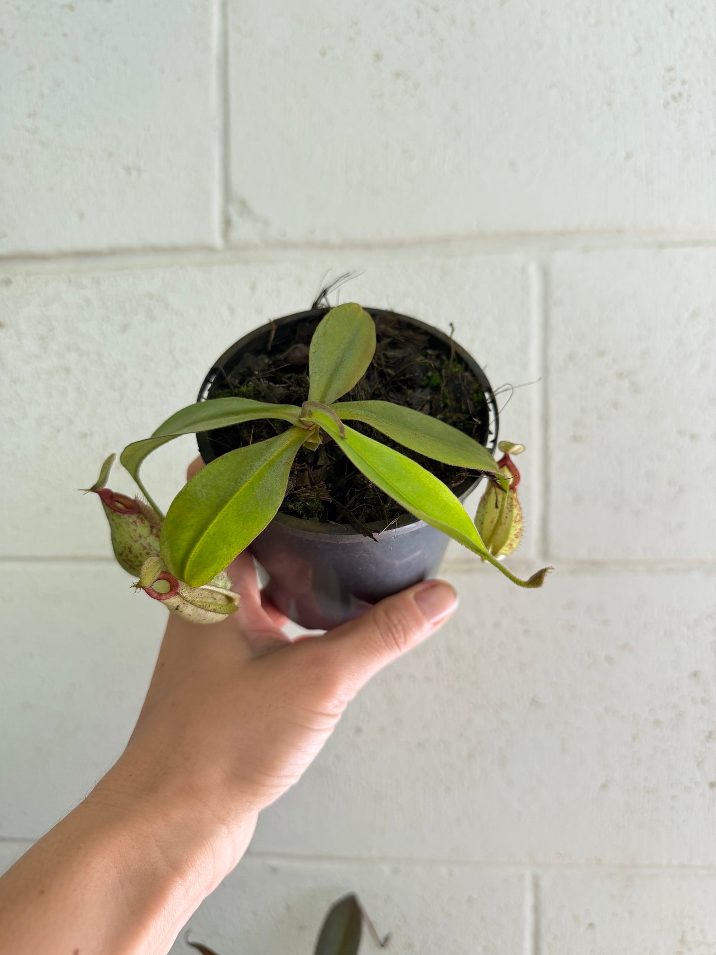 Nepenthes 'hookeriana' (Pitcher Plant 'hookeriana'), 100mm