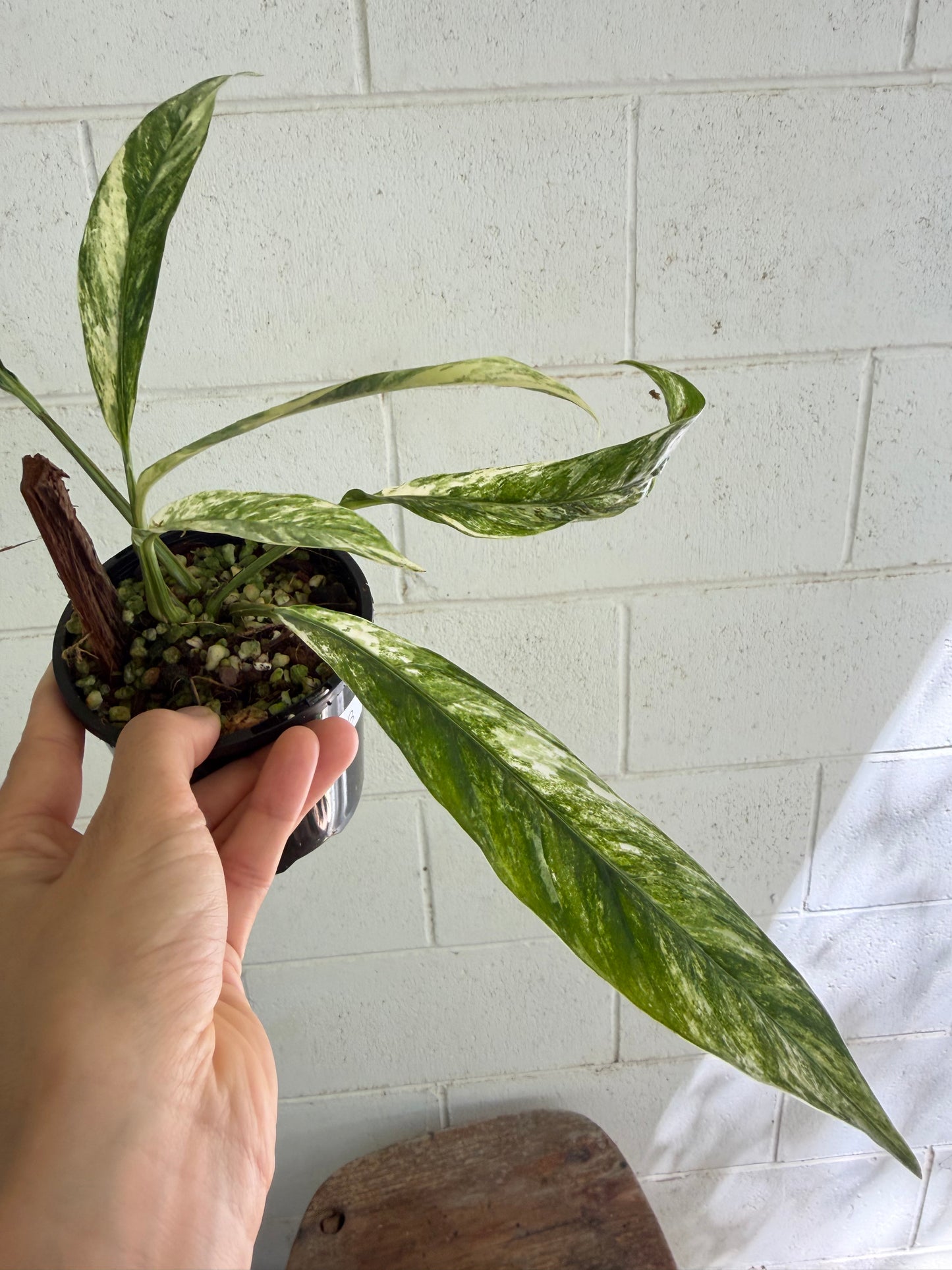 Rhaphidophora Megasperma