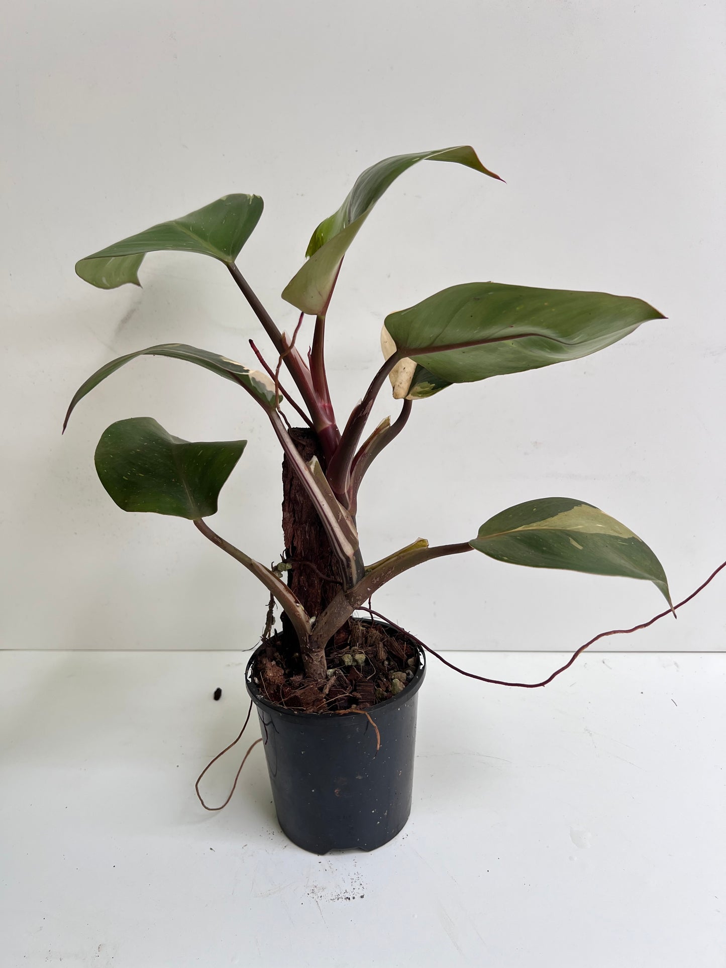 Philodendron Spartacus