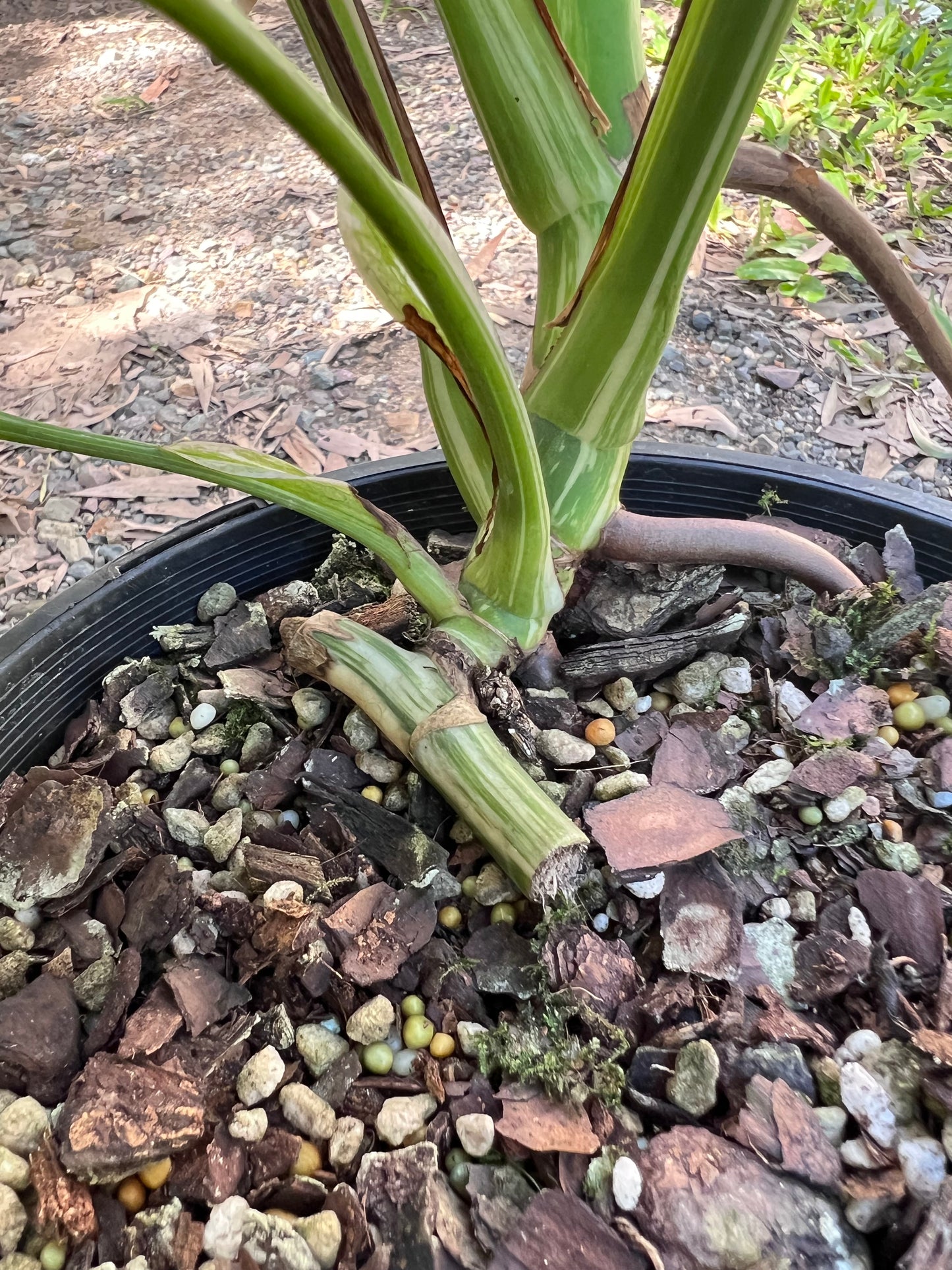 Monstera Borsigiana Albo C