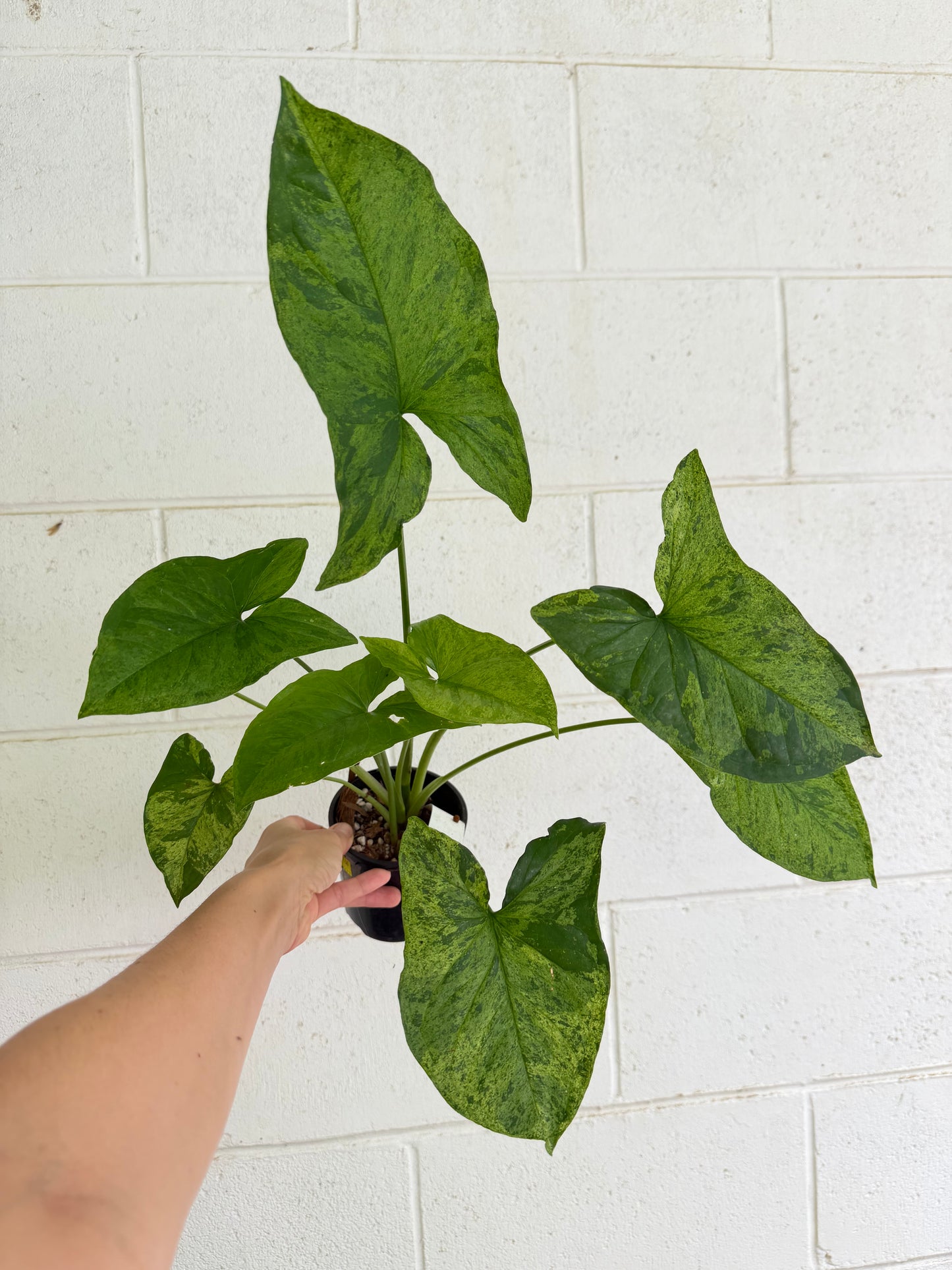 Syngonium Mojito