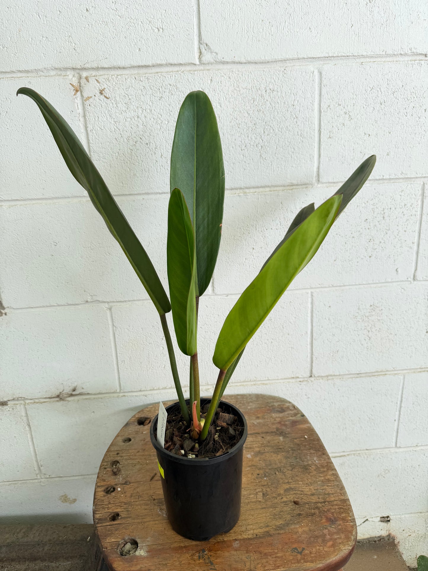 Philodendron Callosum