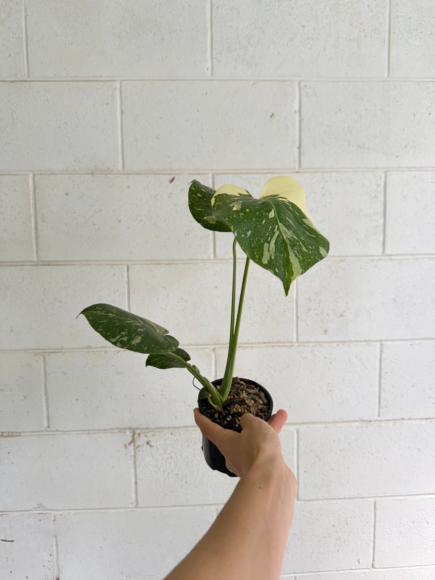 Monstera Thai Constellation