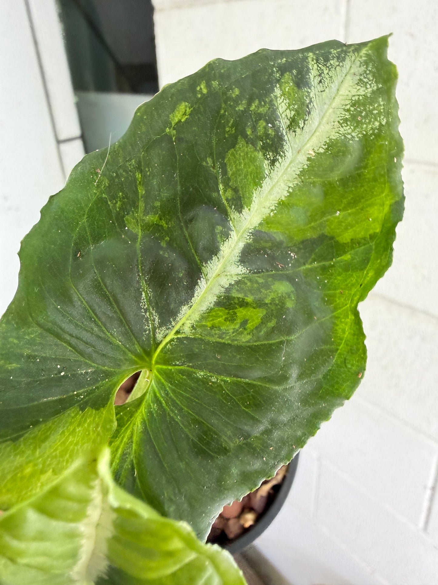 Syngonium Scrambled Eggs