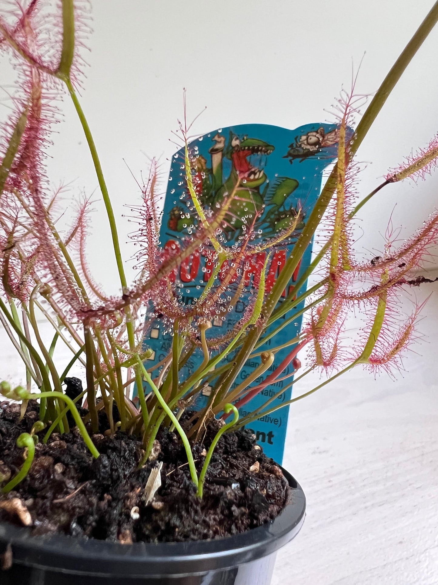 Drosera (Sundew) ‘Binata’ - Australian Native