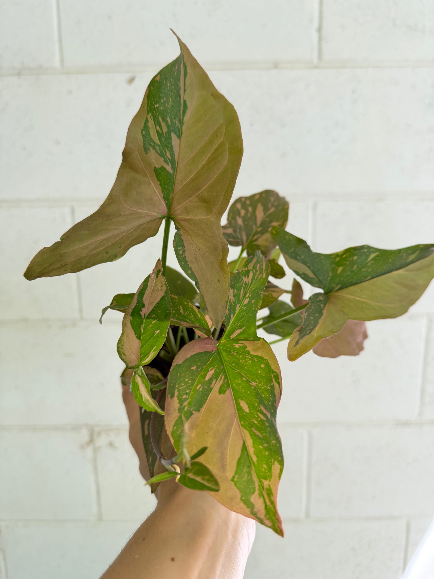 Syngonium Red Spot