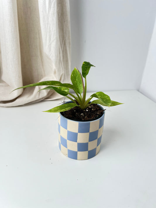 Philodendron Ring of Fire (small size). Low Maintenance Houseplant. Indoor Plants Australia
