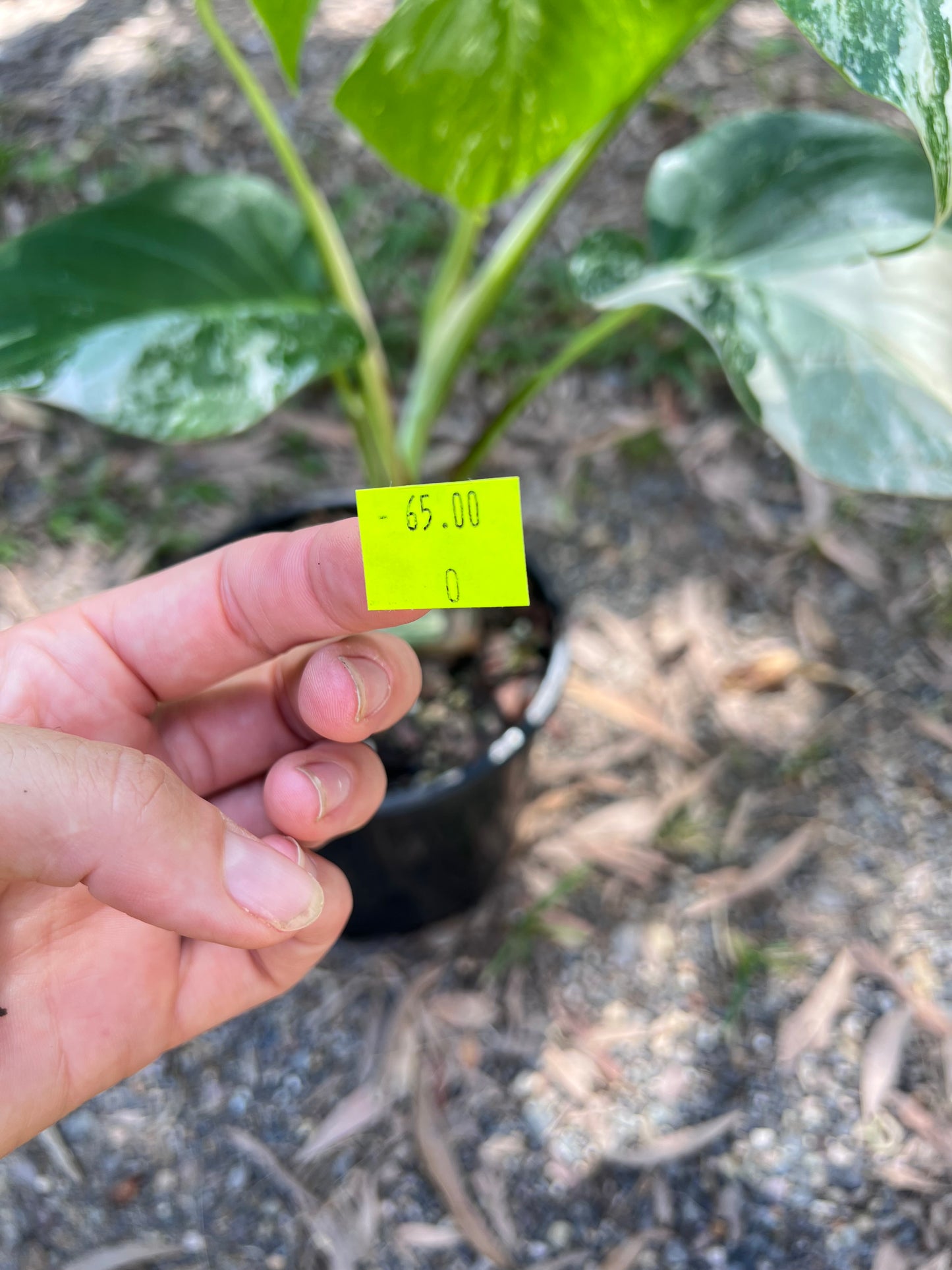 Monstera Borsigiana Albo O