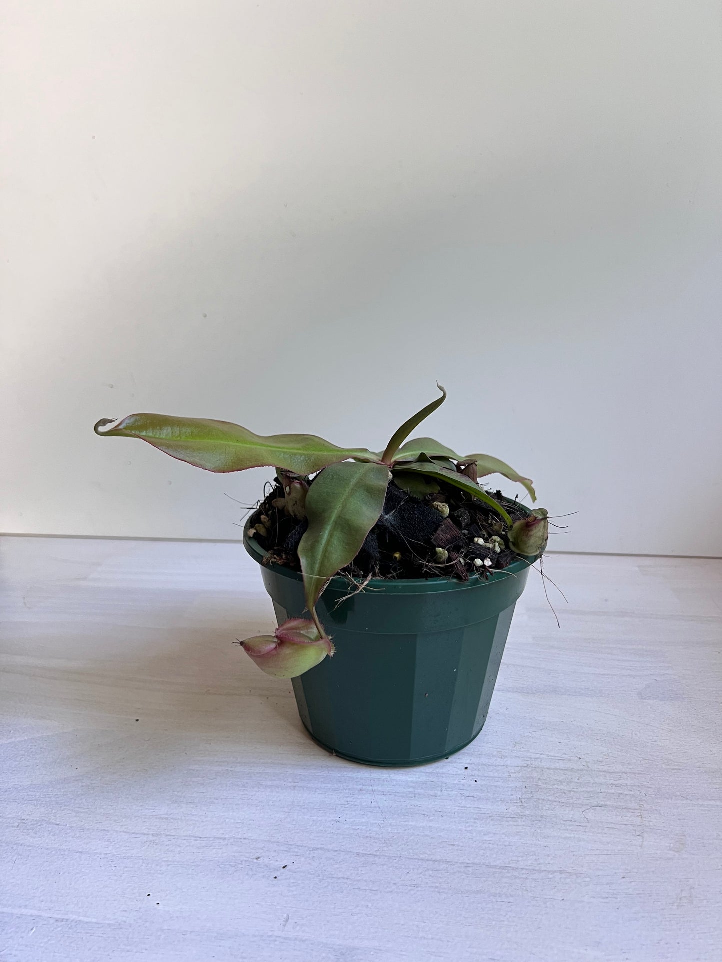 Nepenthes 'Rafflesiana x Viking ' (Pitcher Plant 'Rafflesiana x Viking’), 140mm