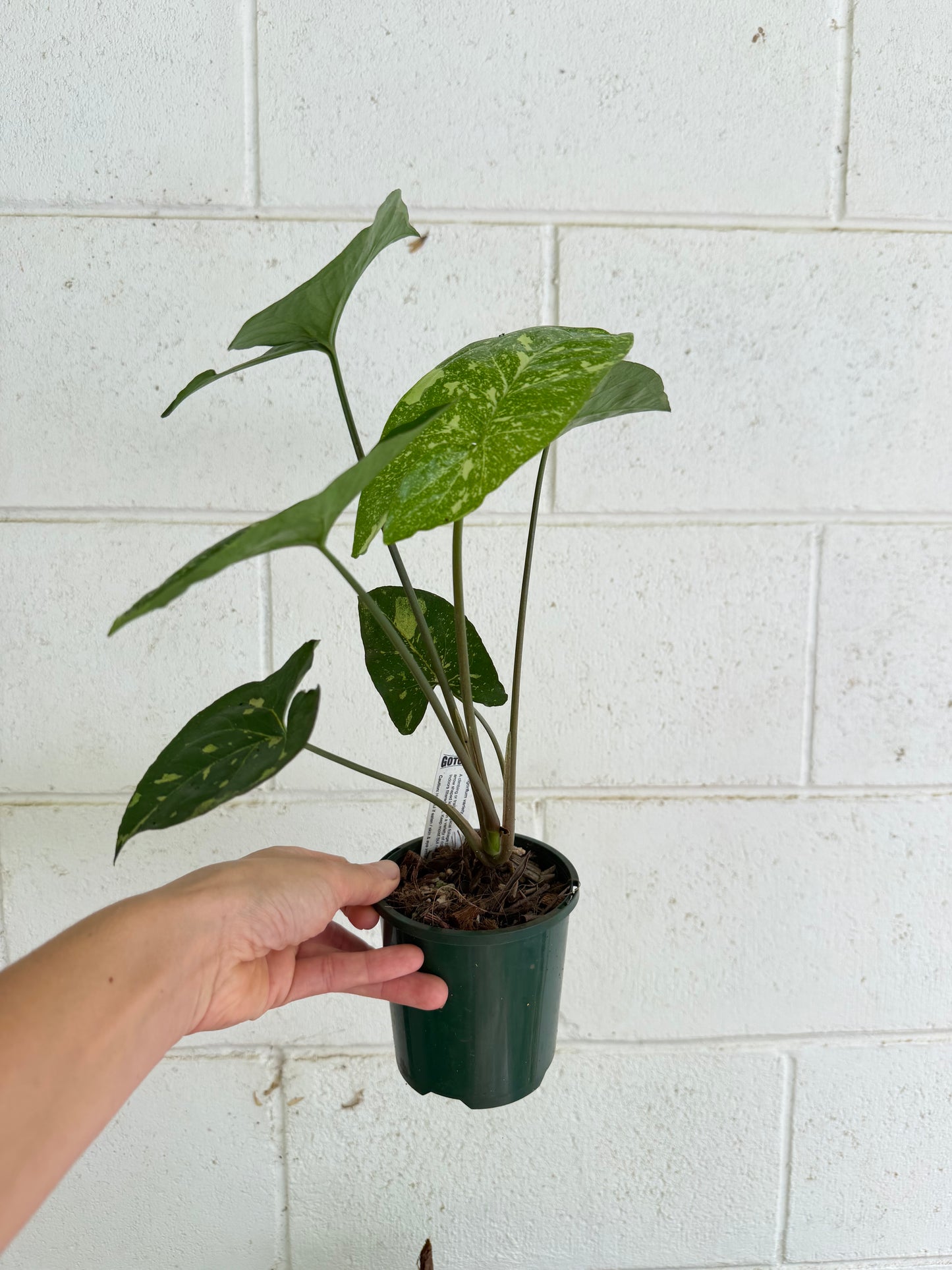 Syngonium Panda