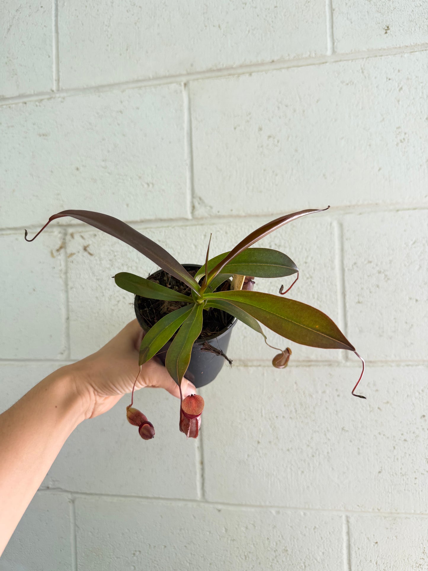 Nepenthes Ventricosa x Ovata