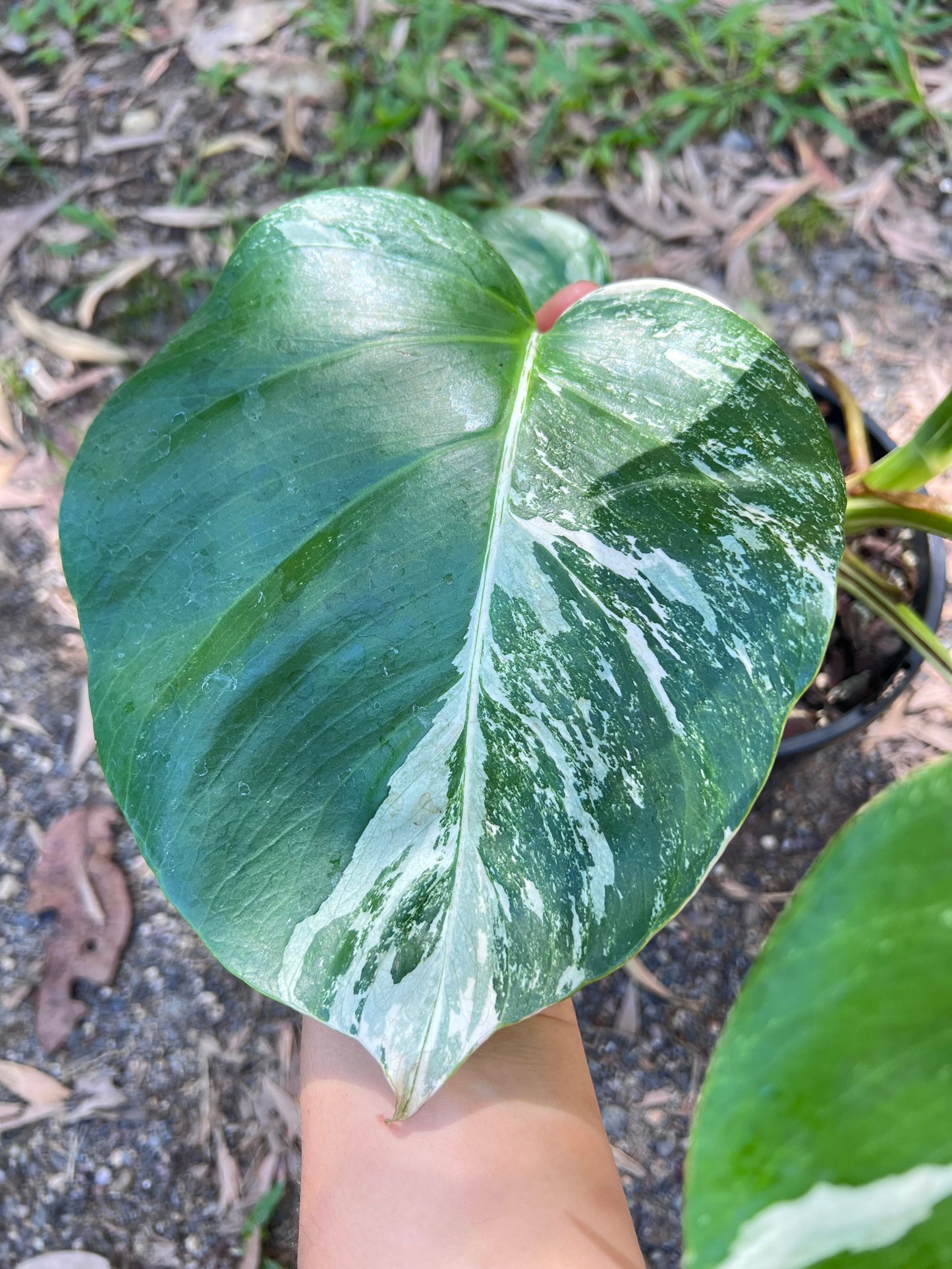 Monstera Borsigiana Albo U