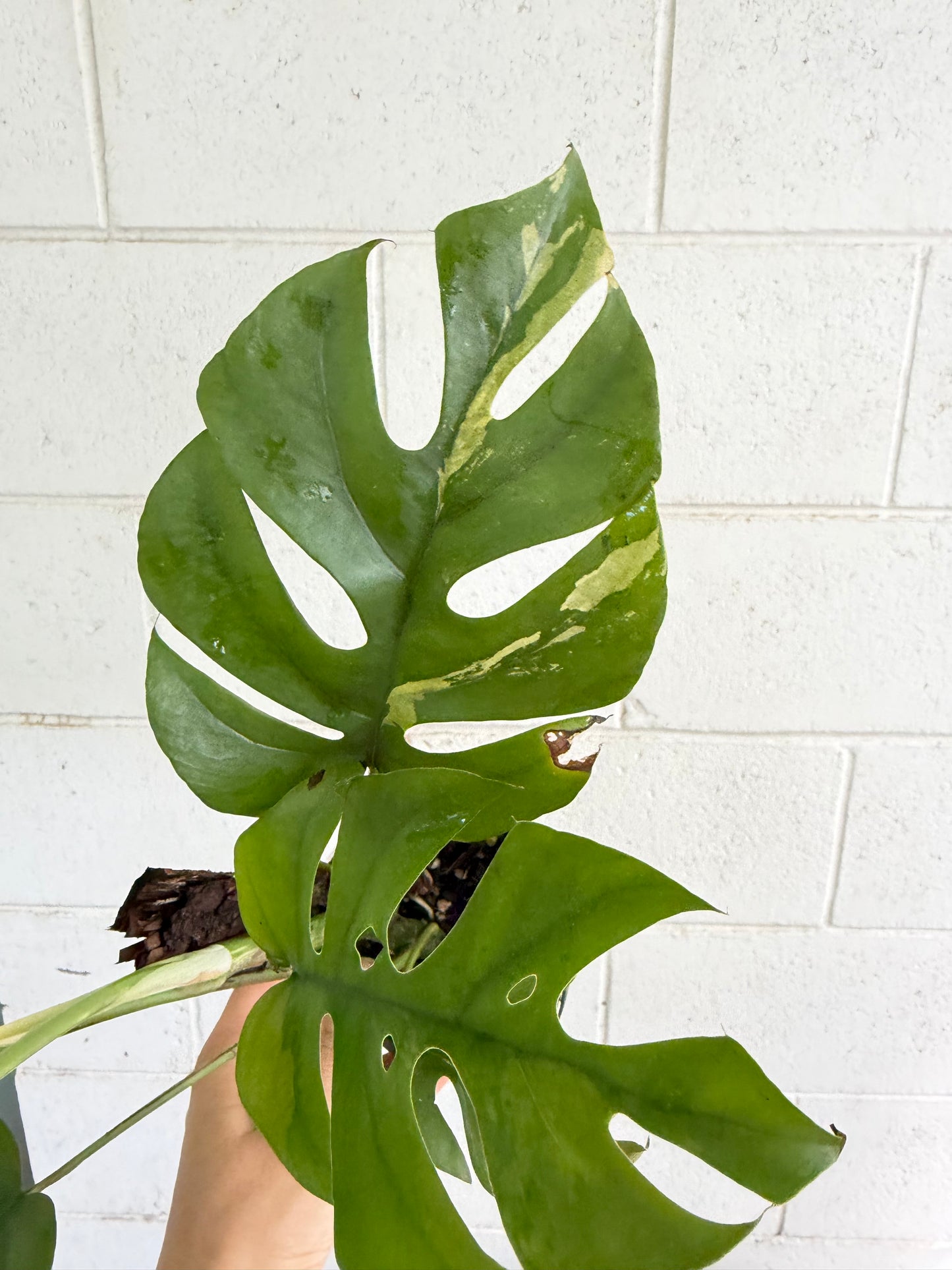 Rhaphidophora Tetrasperma