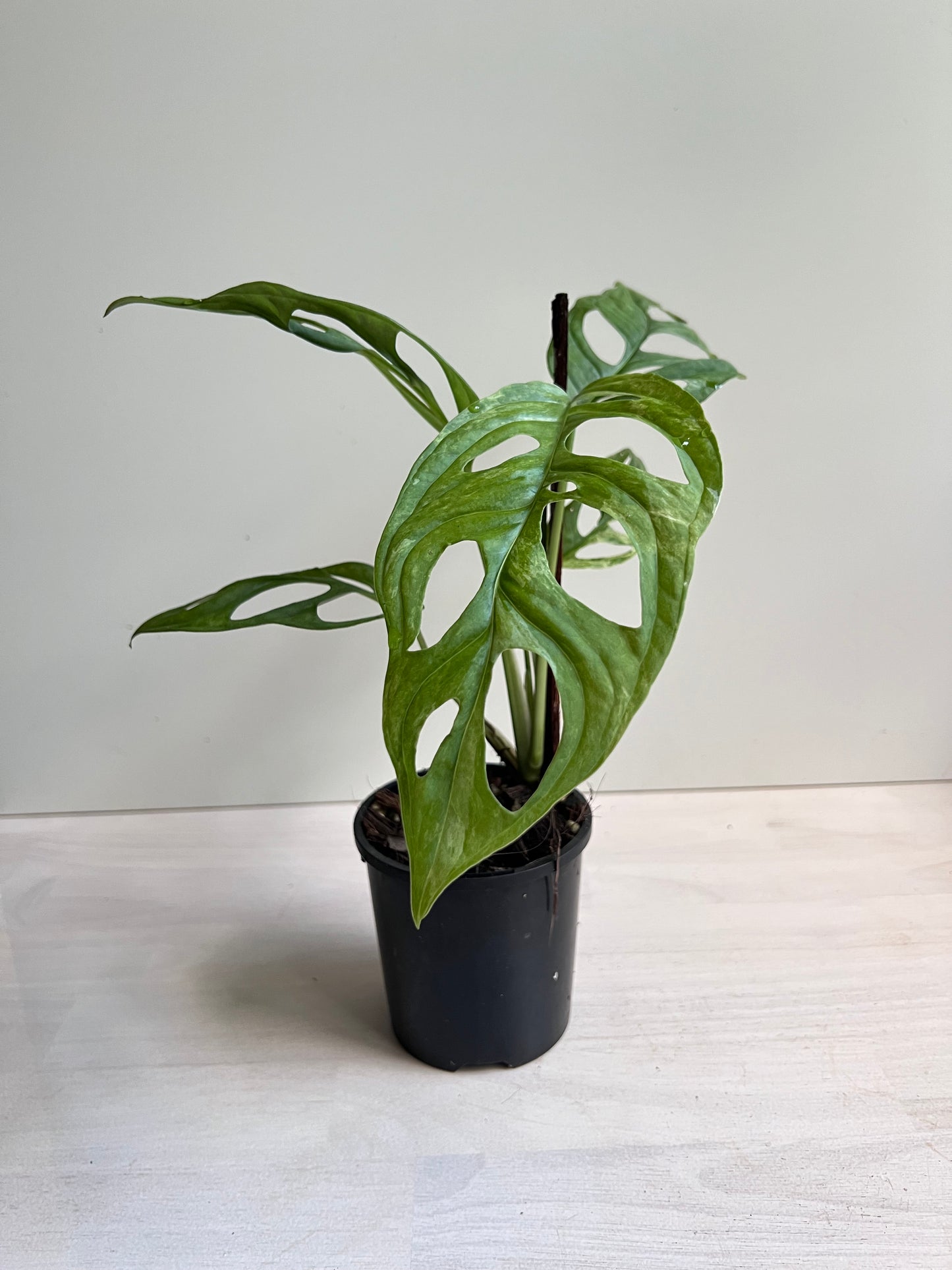 Monstera Adansonii Mint variegated (Indonesian form)