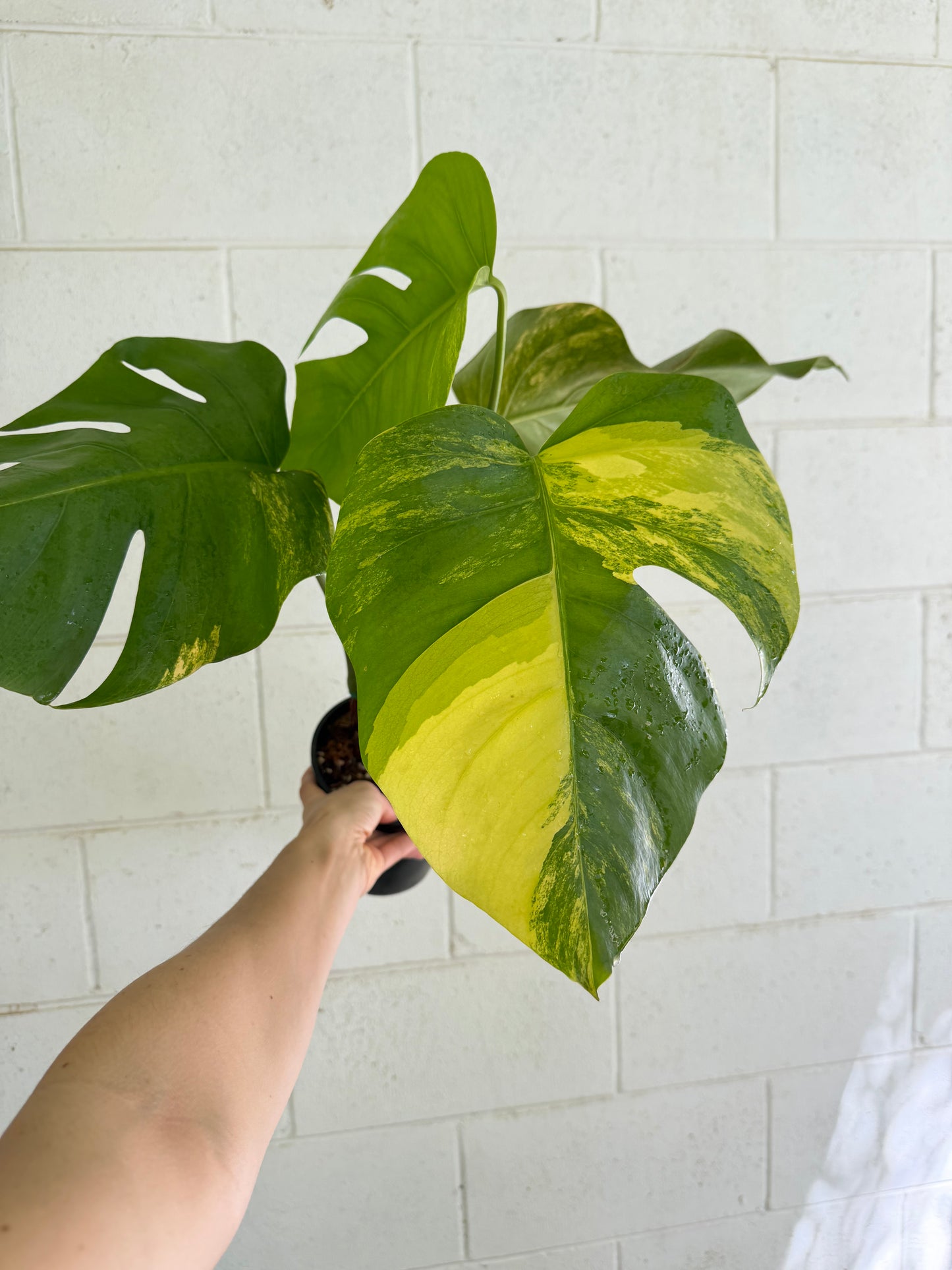 Monstera Borsigiana Aurea Variegated
