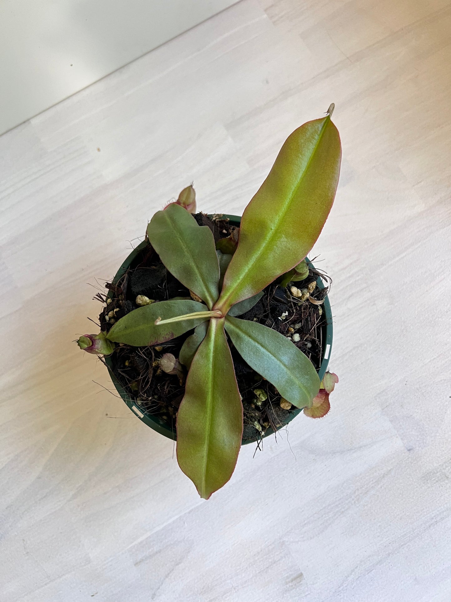 Nepenthes 'Rafflesiana x Viking ' (Pitcher Plant 'Rafflesiana x Viking’), 140mm