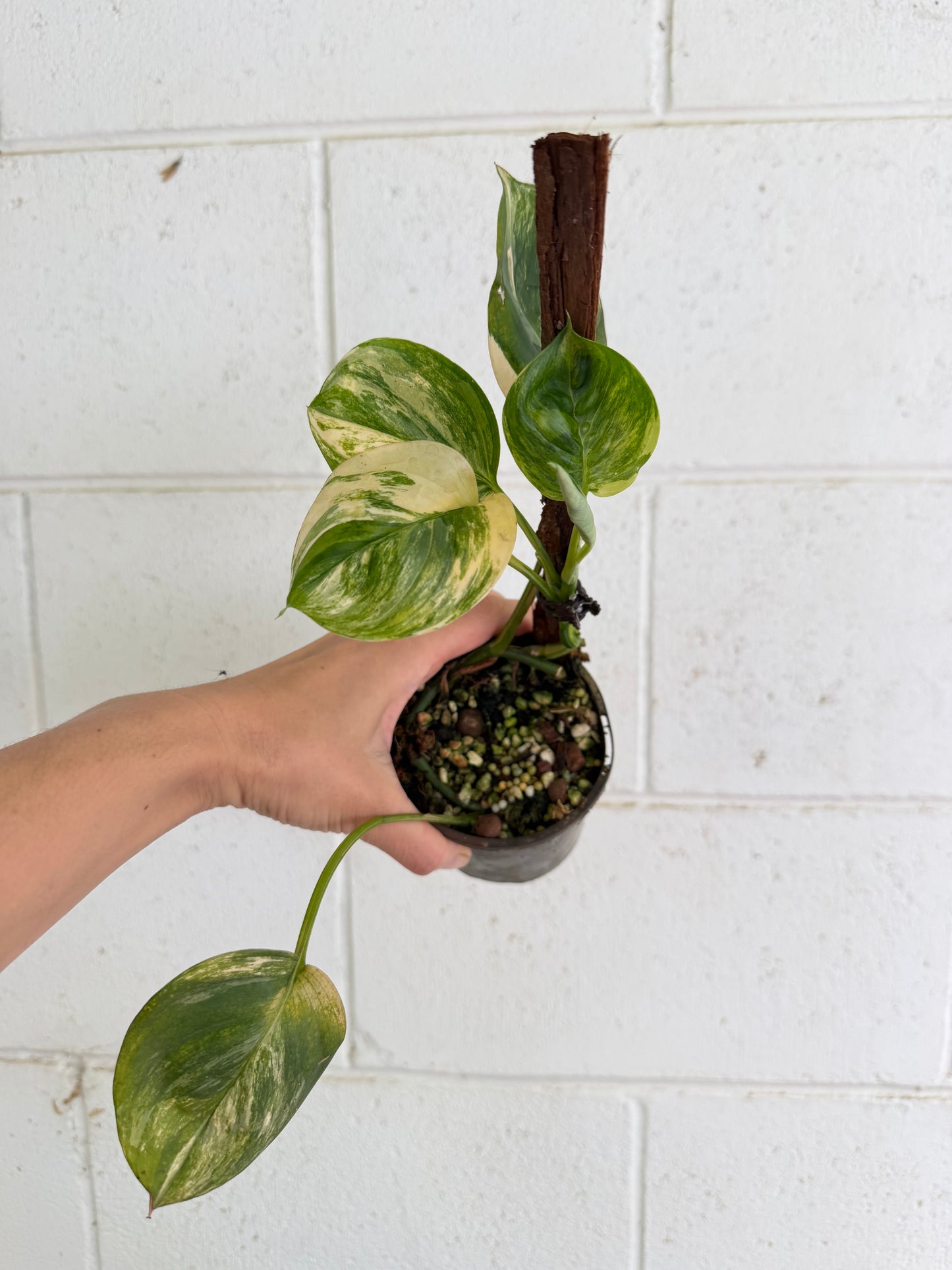 Scindapsus Rubicon variegated